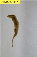 藏品(臭鼩)的圖片